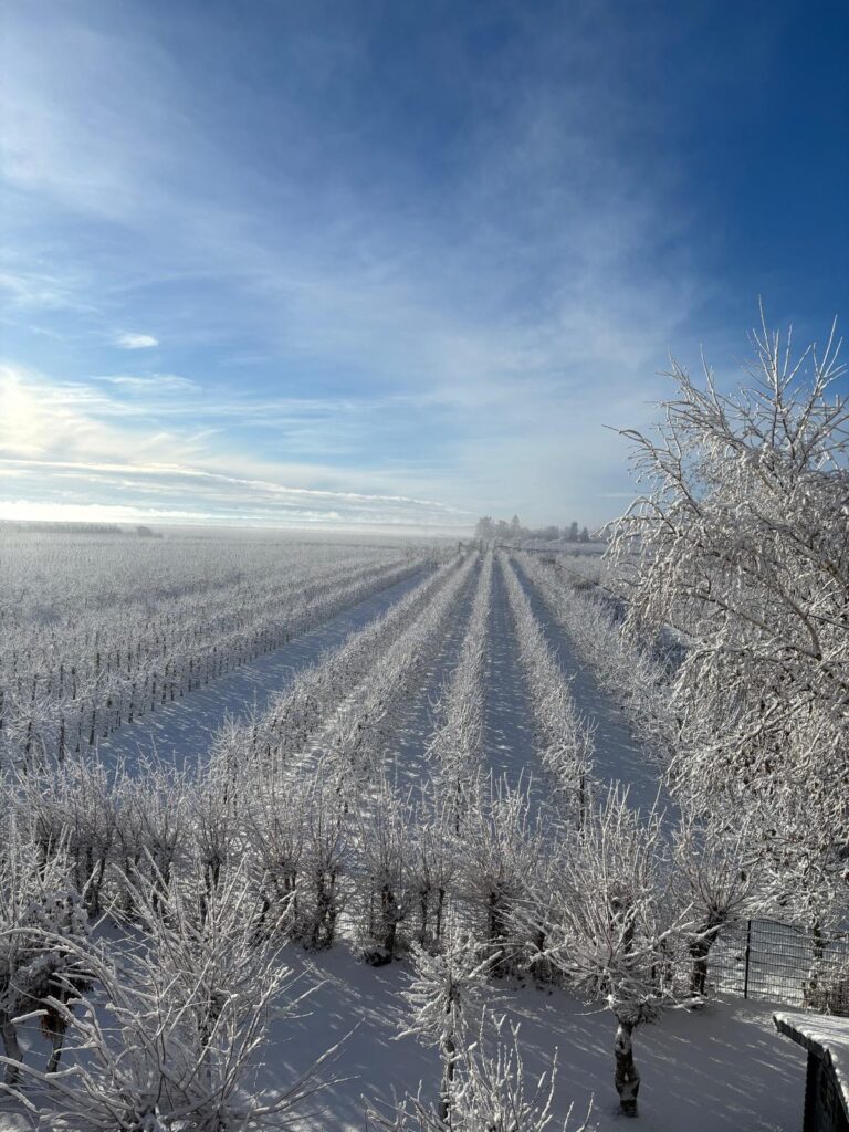 Verschneiter Obstgarten und Plantage unter blauem Winterhimmel